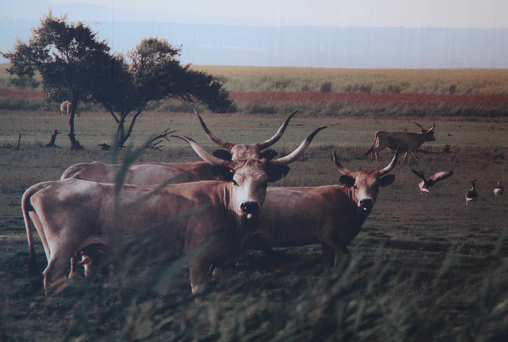Aufgehängtes (Rinder-)Bild in der St. Martins Lodge und Therme. 