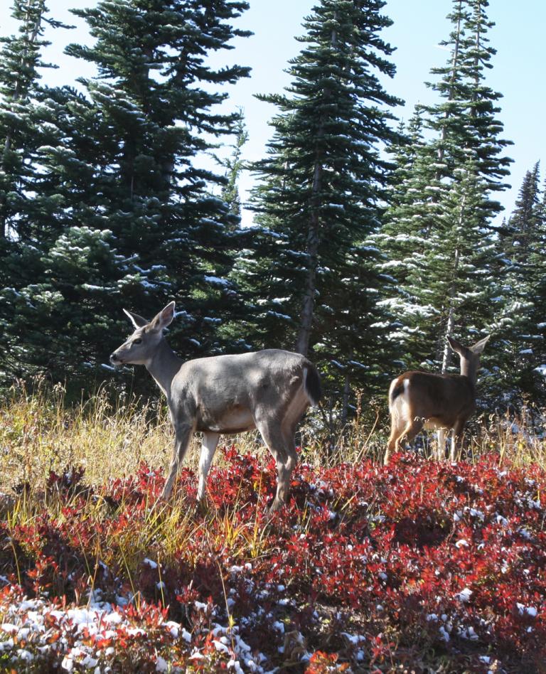 Fauna und Flora rund um den Mount Rainer sind vielfältig. 