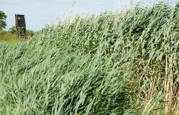 Im Burgenland (I): Am Neusiedler See in der österreichischen Steppe