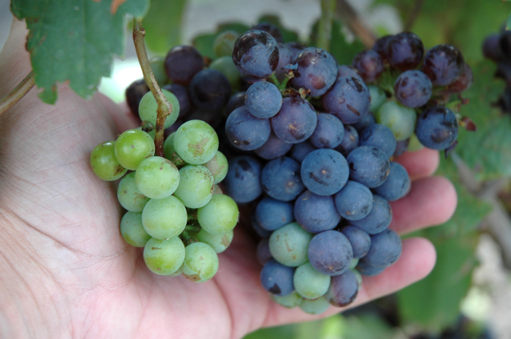 Wein, roter wie weißer, gehört zum Burgenland. 