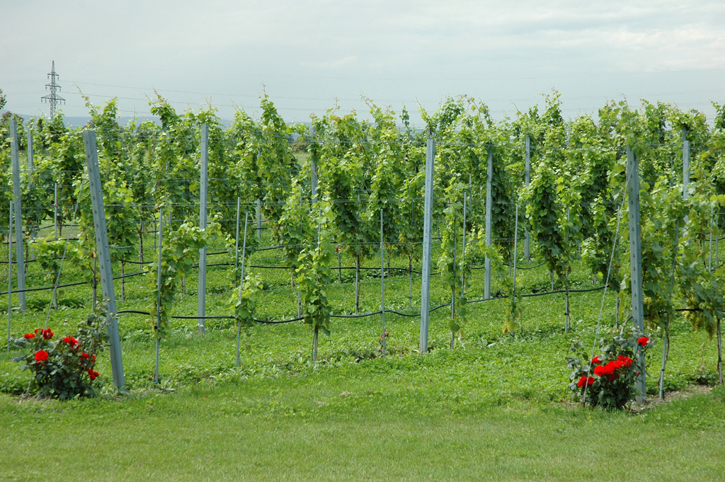 Auf dem Esterhazy-Weingut in Trausdorf. 