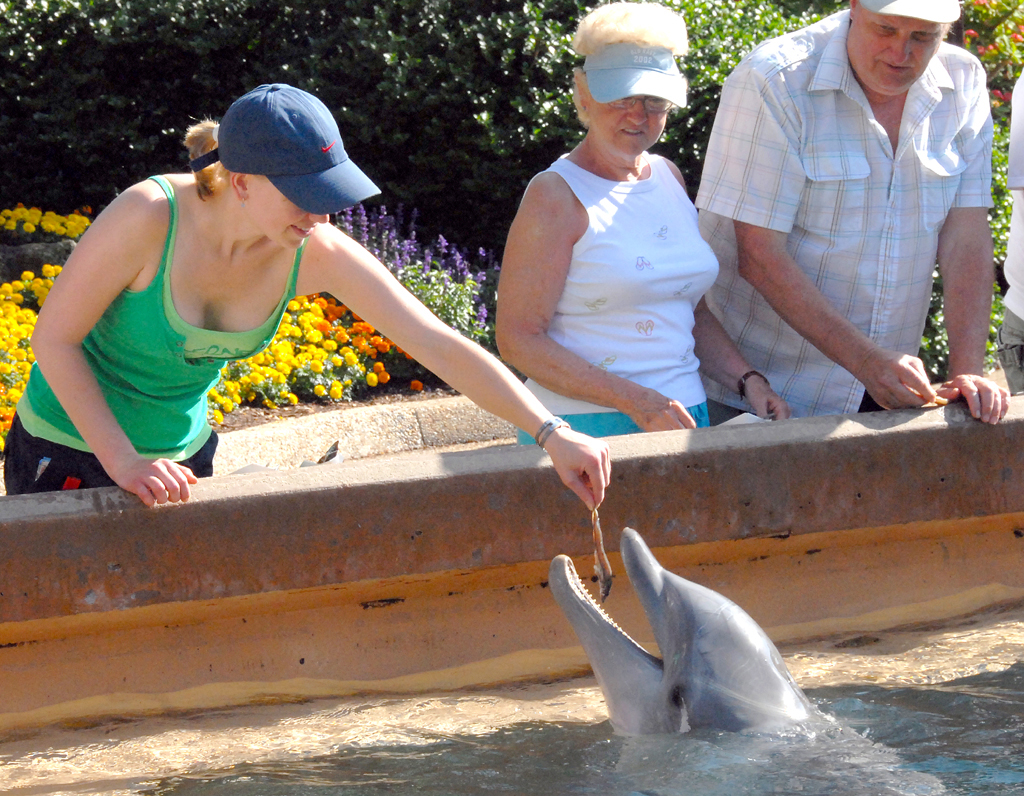 Delfine dürfen nicht fehlen. Auch Sea World ist in Orlando zu Hause. 