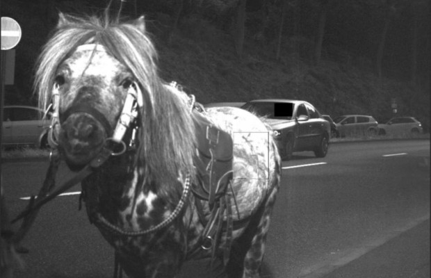 Pferd läuft in Blitzer - Das Raser-Pony