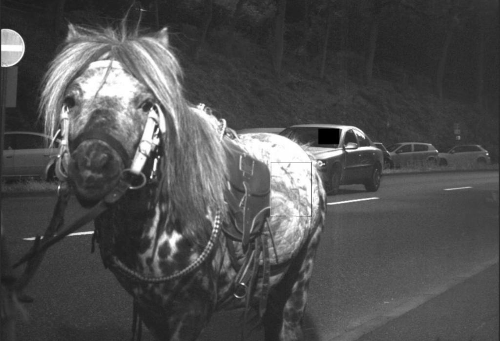 Pferd läuft in Blitzer - Das Raser-Pony