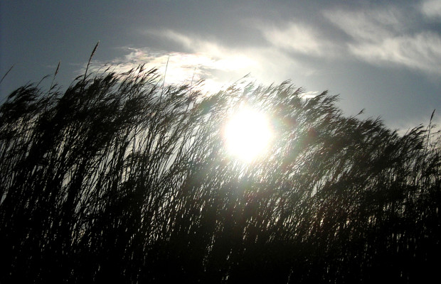 Schilfgras neigt sich, vom Mistral gebeugt, in der Sonne, der Wind fegt Wolkenfetzen übers Land.