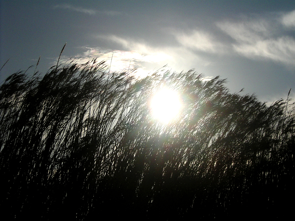 Schilfgras neigt sich, vom Mistral gebeugt, in der Sonne, der Wind fegt Wolkenfetzen übers Land.