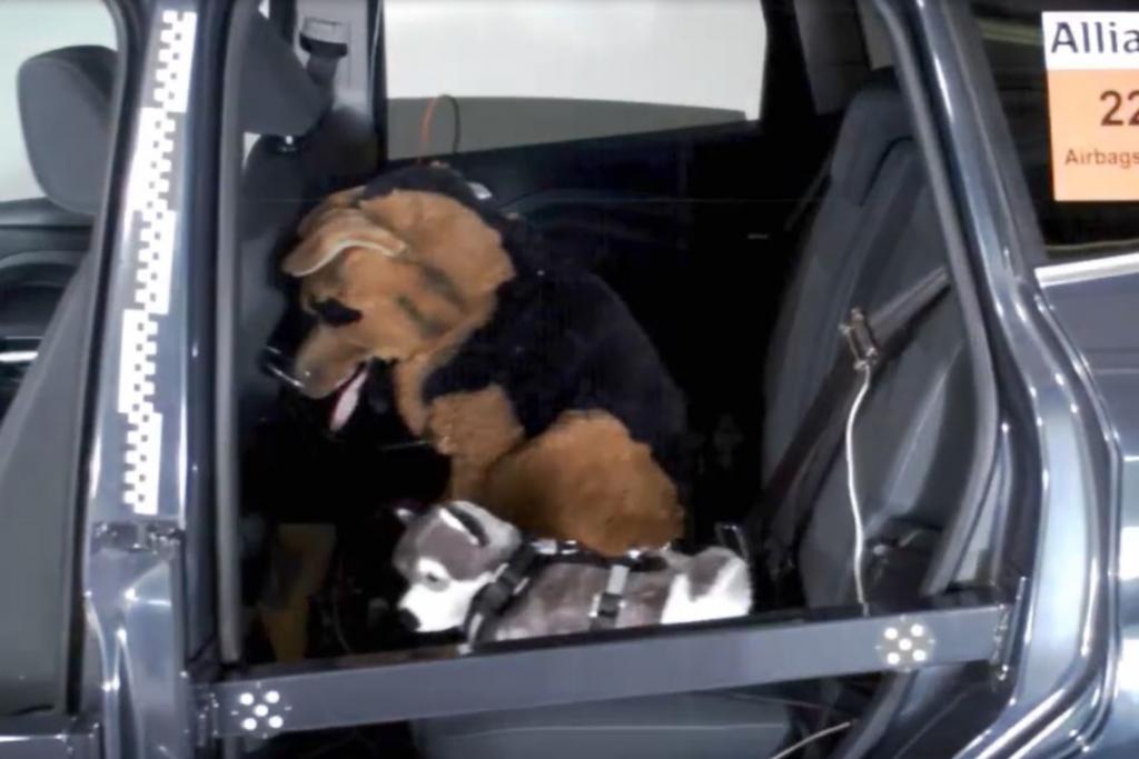Der kleinere Hunde-Dummy (vorn) war mit einem Geschirr gesichert und kam so glimpflich davon
