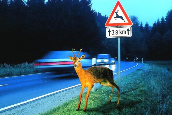 Tiere im Straenverkehr - Gefhrliche Rehe