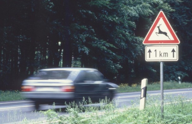 Verliebte Rehe als Gefahr für Autofahrer
