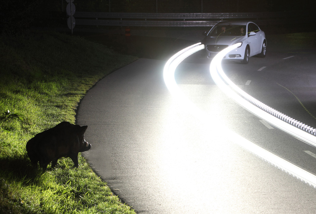 Ratgeber: Richtiges Verhalten bei Wildwechsel