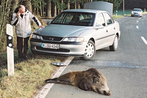Wildwechsel: Bloß keine Ausweichmanöver