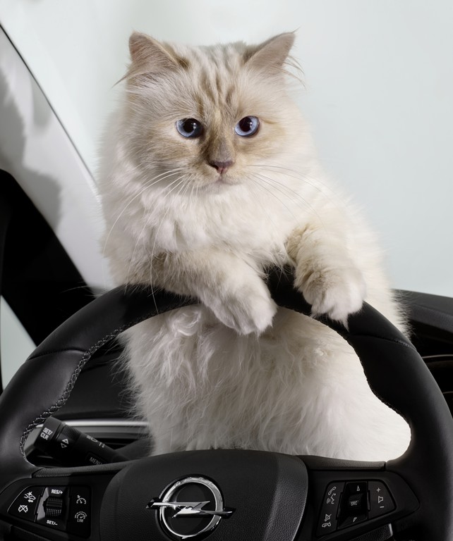 Karl Lagerfeld setzt den Opel Corsa mit Katze in Szene