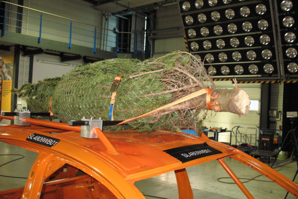 Weihnachtsbaum-Transport mit dem Pkw
