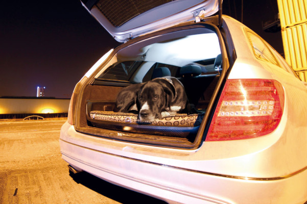 Die besten Autos für Hundebesitzer: So fühlen sich Vierbeiner wohl